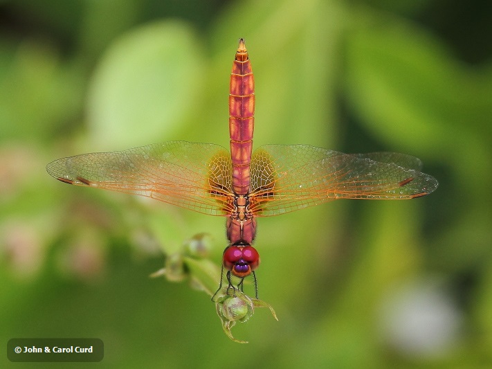 J01_1887 Trithemis aurora imm male.JPG